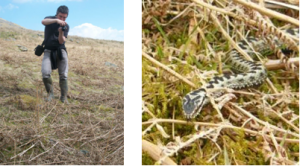 Bowland Adder