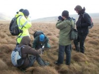 ID of sphagnum (bog moss) - Copy