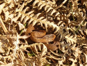 Juvenile Adder