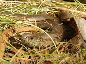 Slow Worm