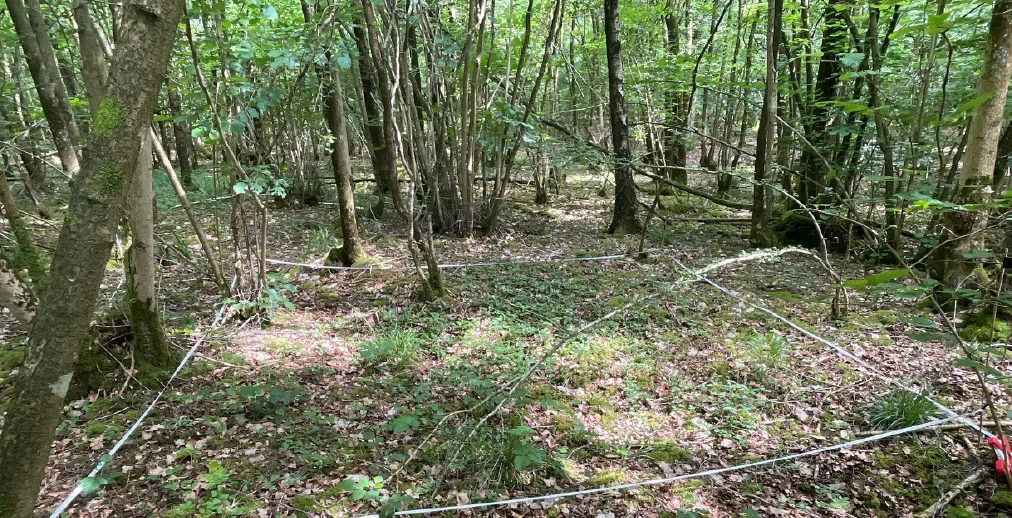 Nitrogen Deposition and Woodland Coppicing