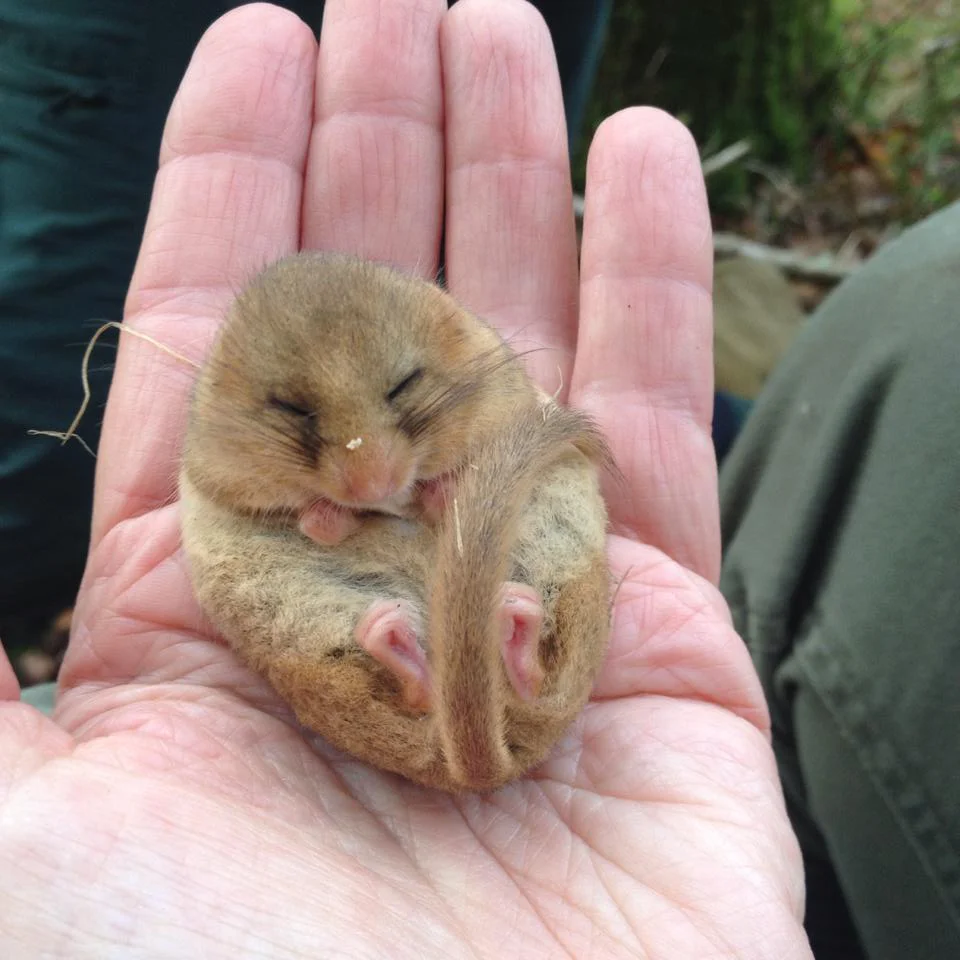 sleeping dormouse