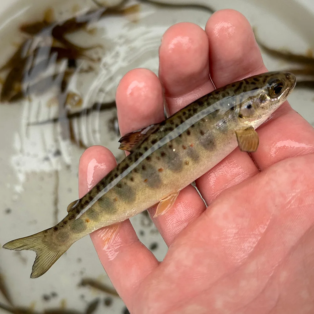 Aquatic Ecologists