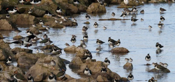 special protection areas